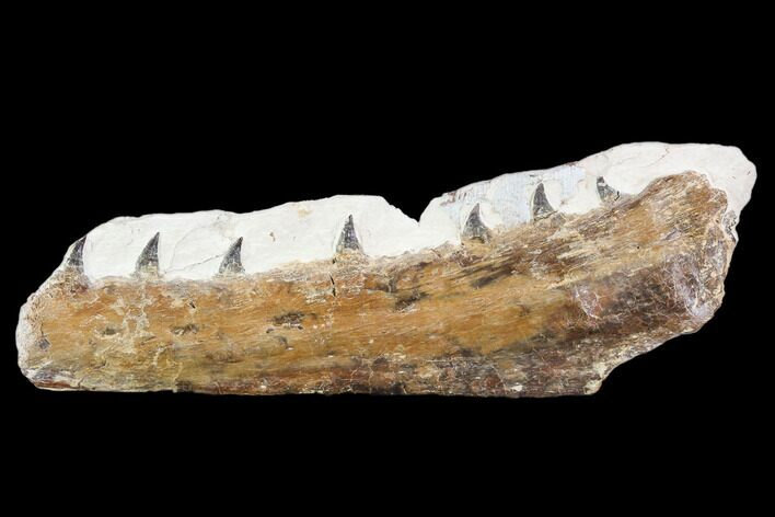 Fossil Mosasaur (Tethysaurus) Jaw Section - Goulmima, Morocco #107086